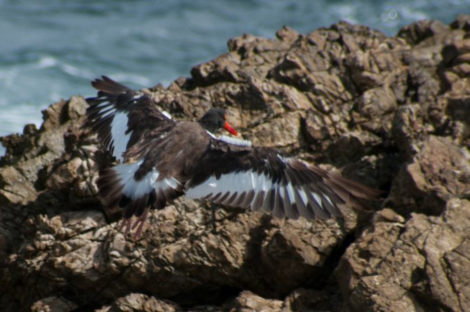 Photo (12): American Oystercatcher