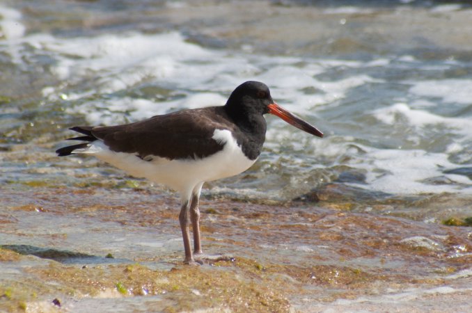 Photo (9): American Oystercatcher