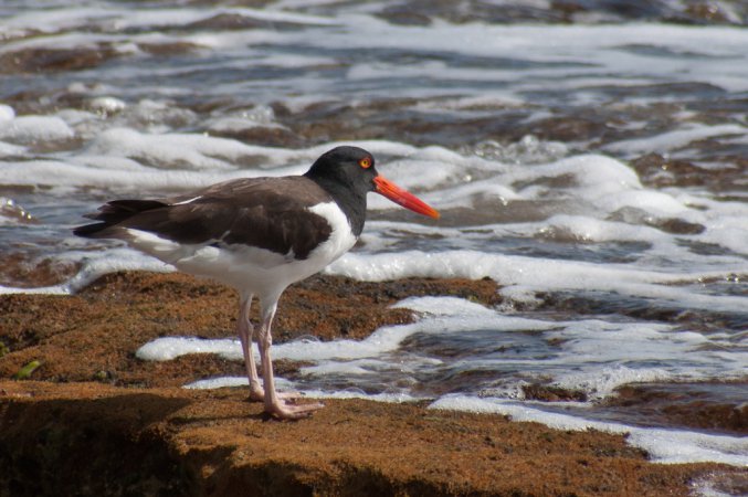 Photo (1): American Oystercatcher