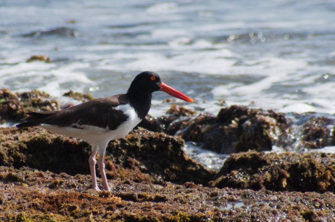 Photo (14): American Oystercatcher
