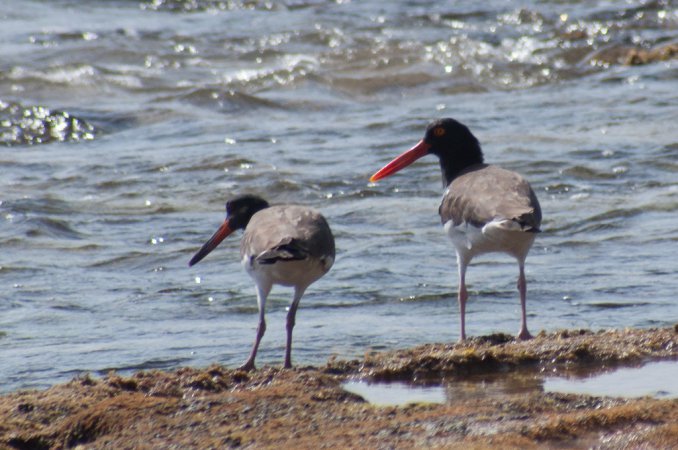 Photo (16): American Oystercatcher