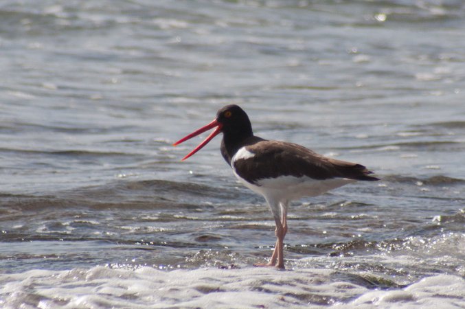 Photo (21): American Oystercatcher