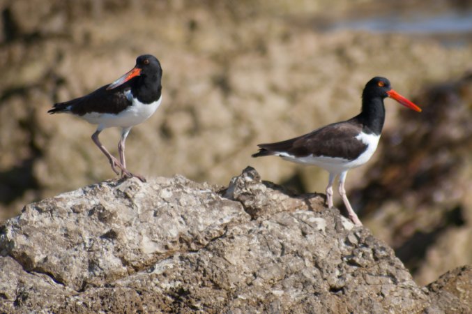 Photo (13): American Oystercatcher