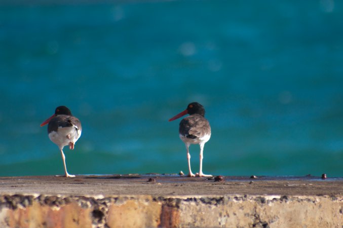 Photo (20): American Oystercatcher