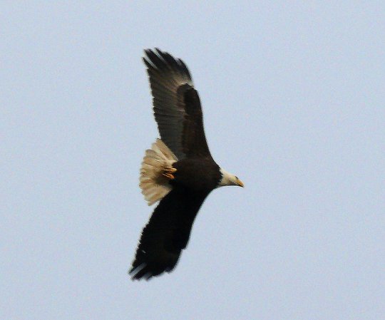 Photo (8): Bald Eagle