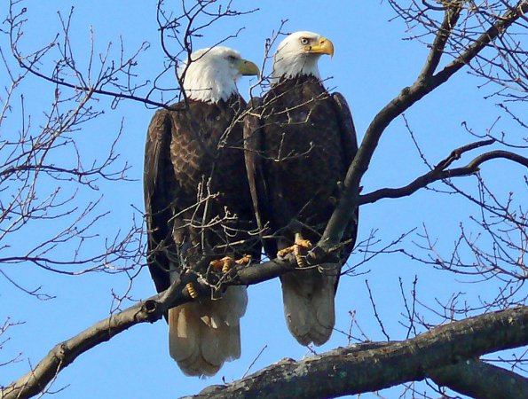 Photo (9): Bald Eagle