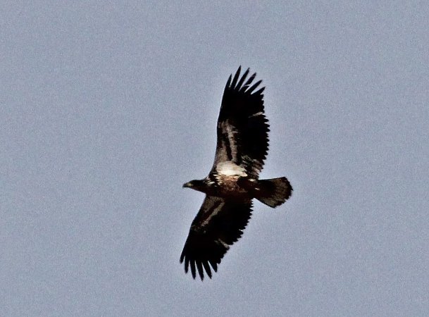 Photo (21): Bald Eagle
