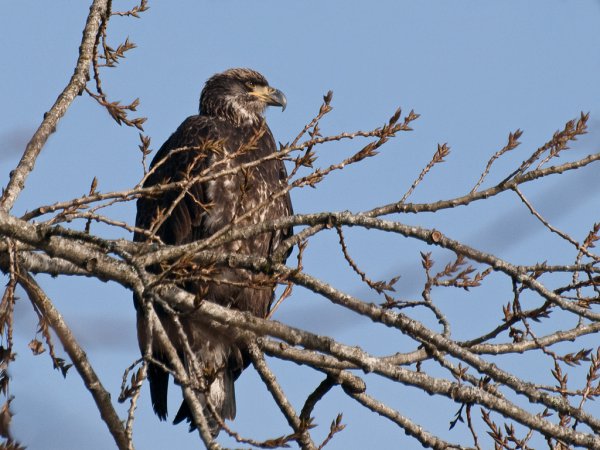 Photo (18): Bald Eagle