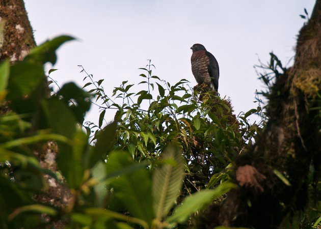 Photo (4): Double-toothed Kite