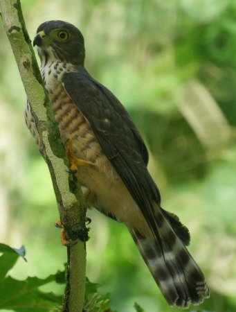 Photo (1): Double-toothed Kite