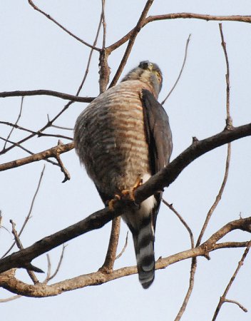 Photo (5): Double-toothed Kite