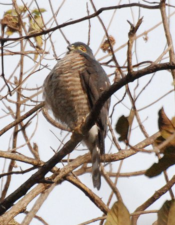 Photo (2): Double-toothed Kite