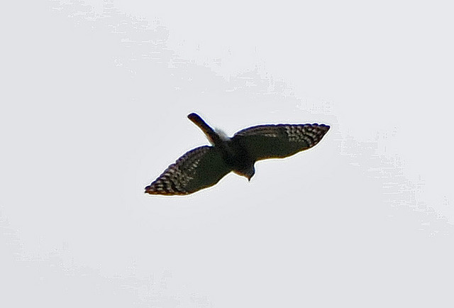 Photo (3): Double-toothed Kite