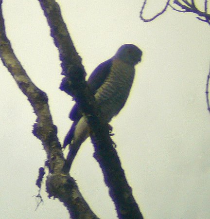 Photo (7): Double-toothed Kite