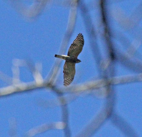 Photo (6): Double-toothed Kite