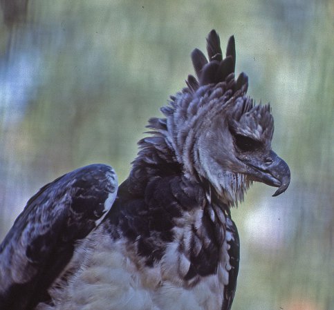 Photo (5): Harpy Eagle