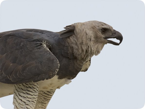 Photo (4): Harpy Eagle