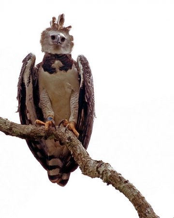 Photo (2): Harpy Eagle