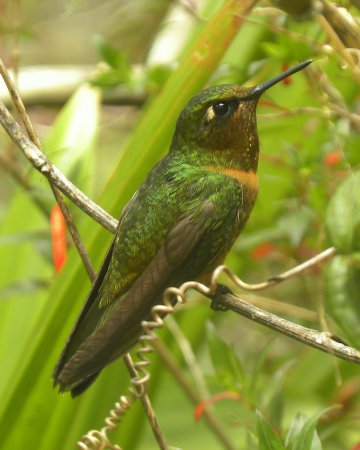 Photo (2): Orange-throated Sunangel