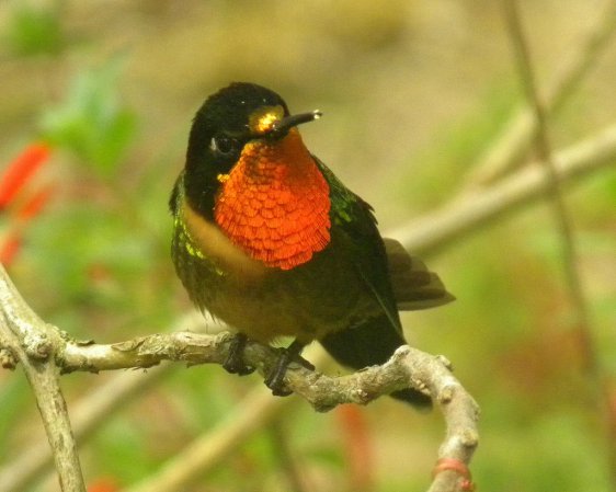 Photo (5): Orange-throated Sunangel