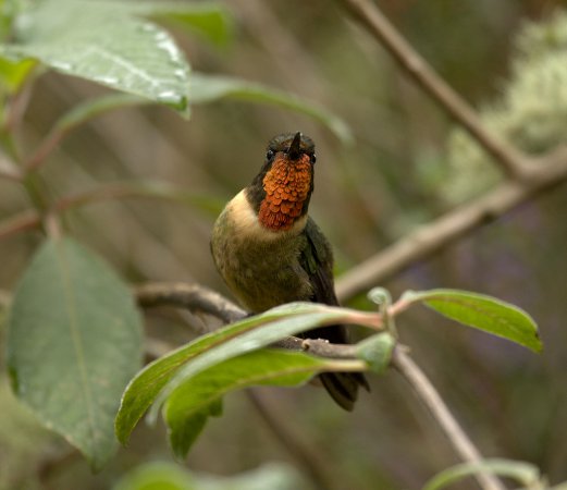 Photo (3): Orange-throated Sunangel