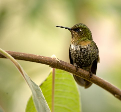 Photo (4): Orange-throated Sunangel