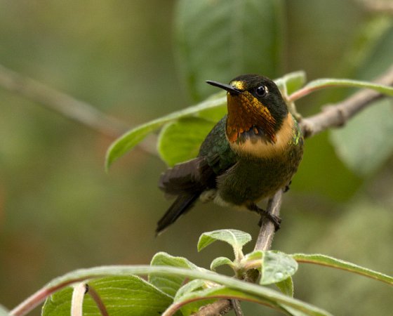 Photo (1): Orange-throated Sunangel