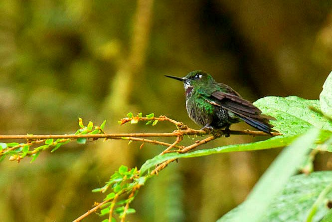 Photo (1): Gorgeted Sunangel