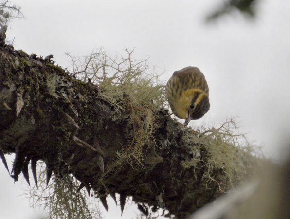 Photo (1): Sharp-billed Treehunter
