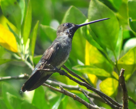 Photo (2): Long-billed Starthroat