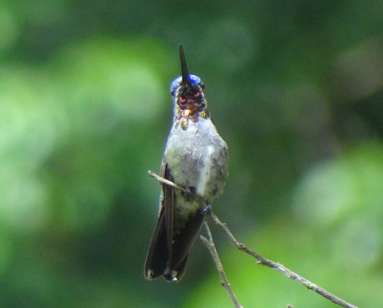 Photo (6): Long-billed Starthroat