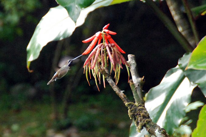 Photo (13): Long-billed Starthroat