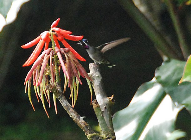 Photo (10): Long-billed Starthroat