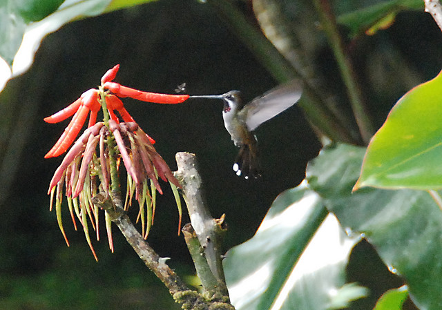 Photo (3): Long-billed Starthroat