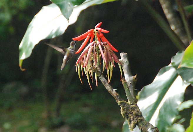 Photo (12): Long-billed Starthroat