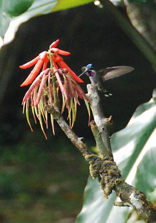 Photo (1): Long-billed Starthroat