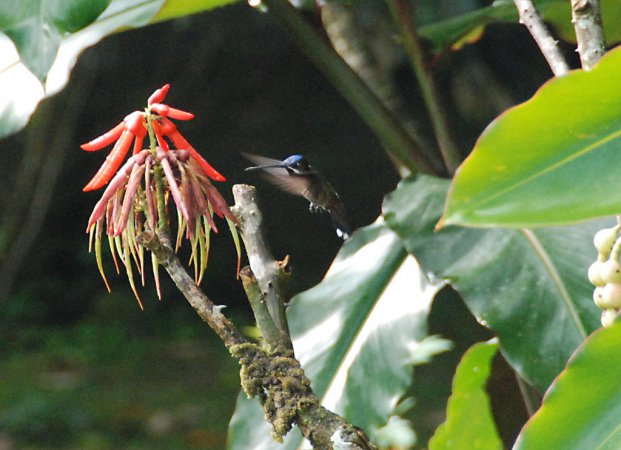 Photo (5): Long-billed Starthroat