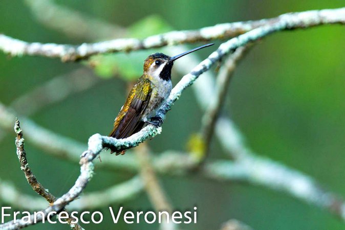Photo (14): Long-billed Starthroat
