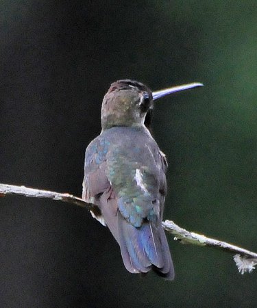 Photo (7): Long-billed Starthroat