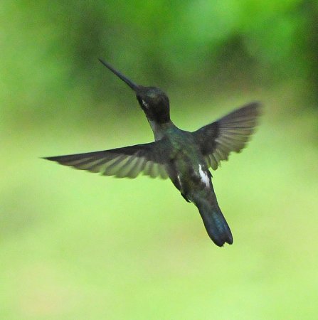 Photo (9): Long-billed Starthroat