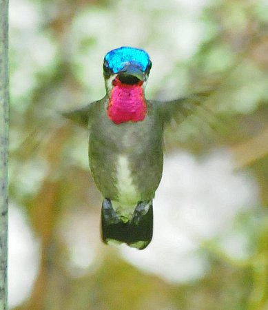 Photo (4): Long-billed Starthroat