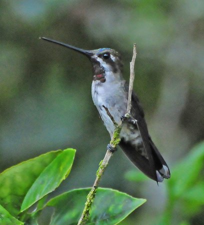 Photo (8): Long-billed Starthroat