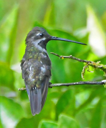 Photo (11): Long-billed Starthroat