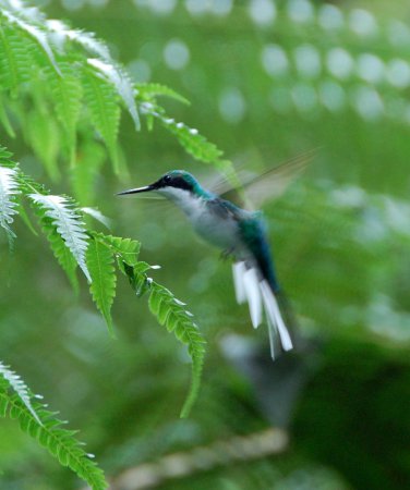 Photo (1): Purple-crowned Fairy