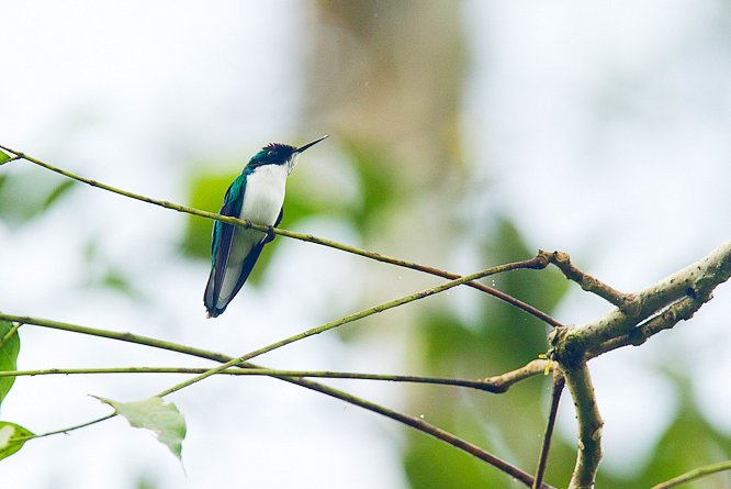 Photo (2): Purple-crowned Fairy