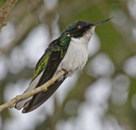 Photo (4): Purple-crowned Fairy
