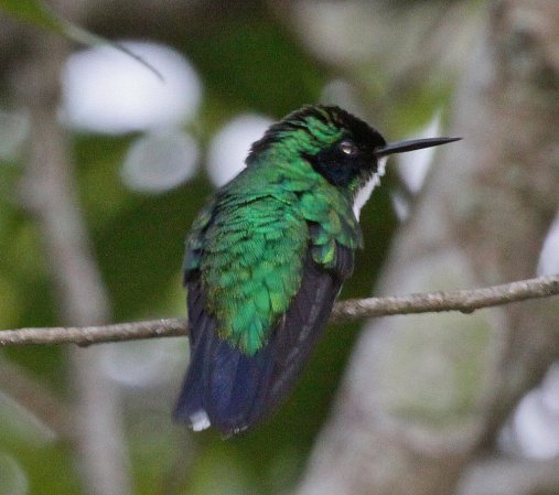 Photo (8): Purple-crowned Fairy
