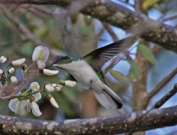 Photo (5): Purple-crowned Fairy