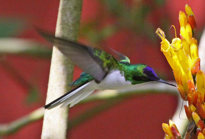 Photo (7): Purple-crowned Fairy