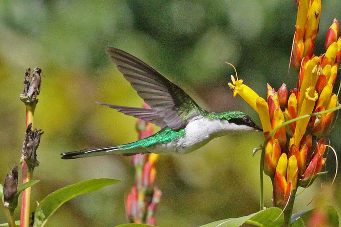 Photo (3): Purple-crowned Fairy